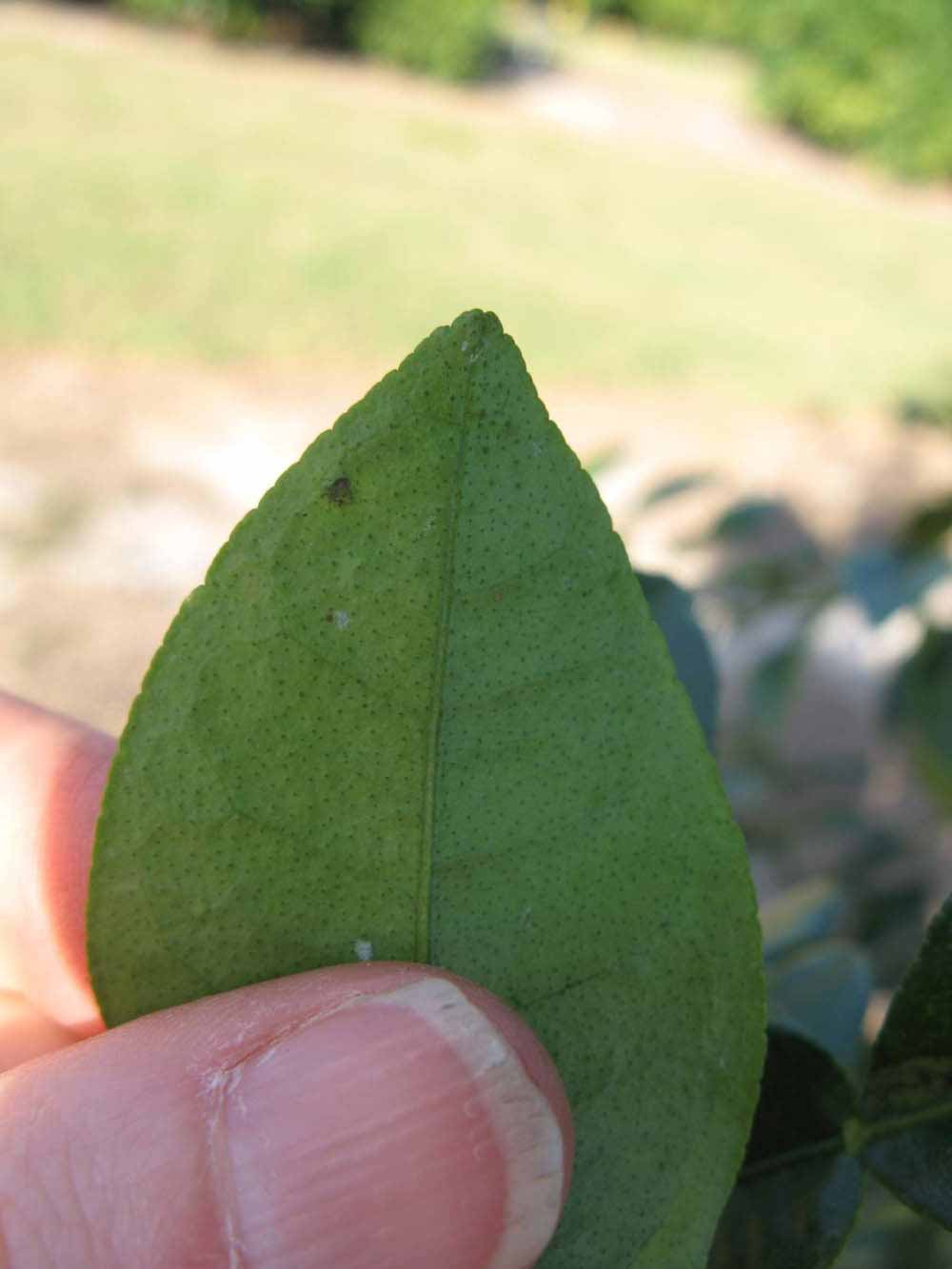              Margin (Winter Haven, FL)       